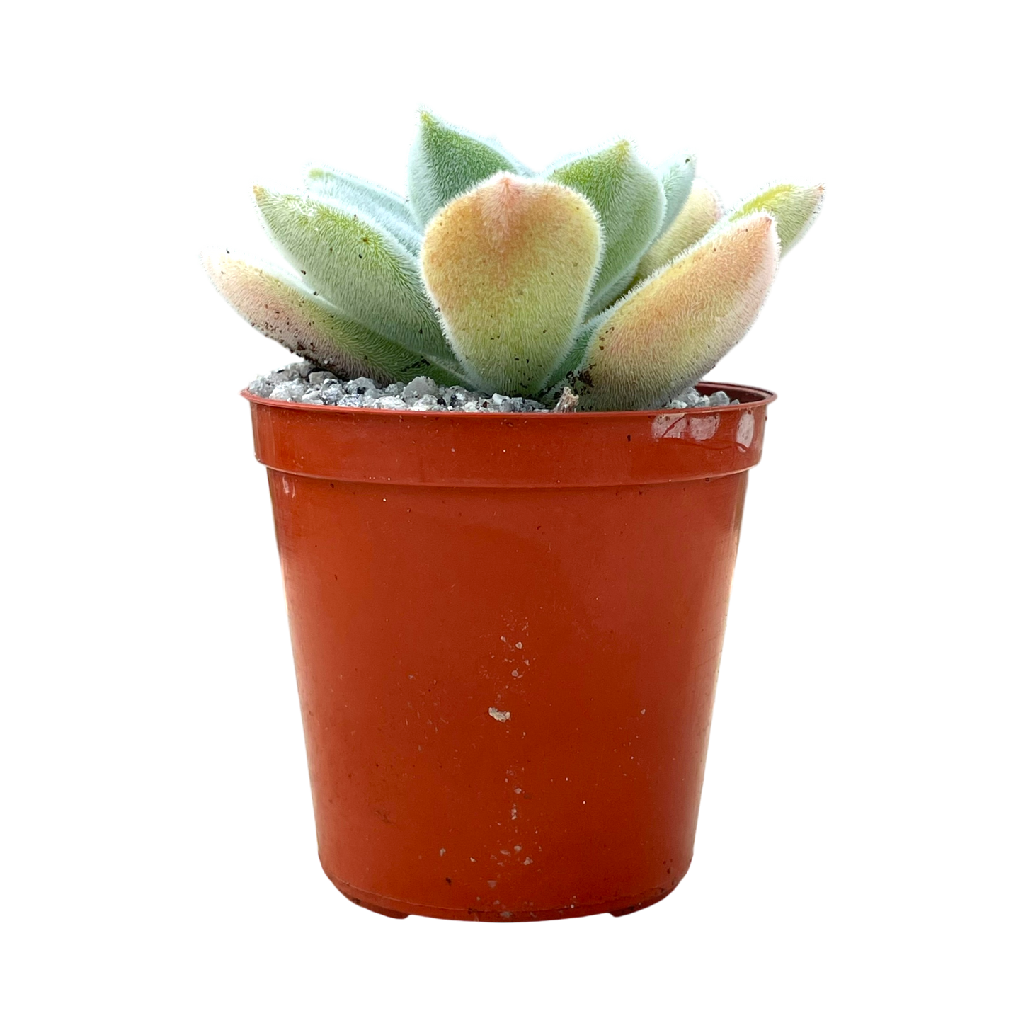 Echeveria pulvinata 'Frosty'