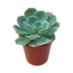 Echeveria secunda var. glauca
