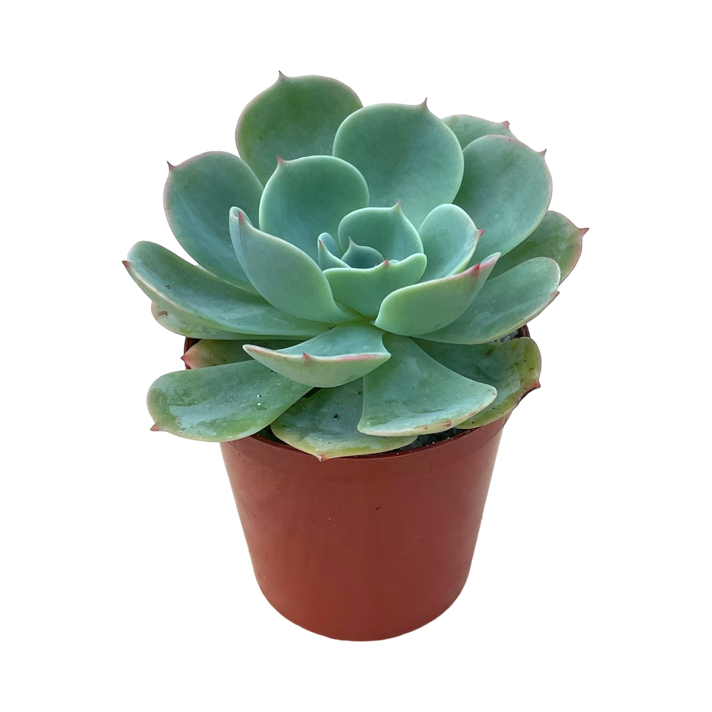 Echeveria secunda var. glauca