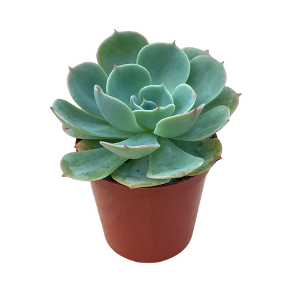 Echeveria secunda var. glauca