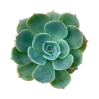 Echeveria secunda var. glauca