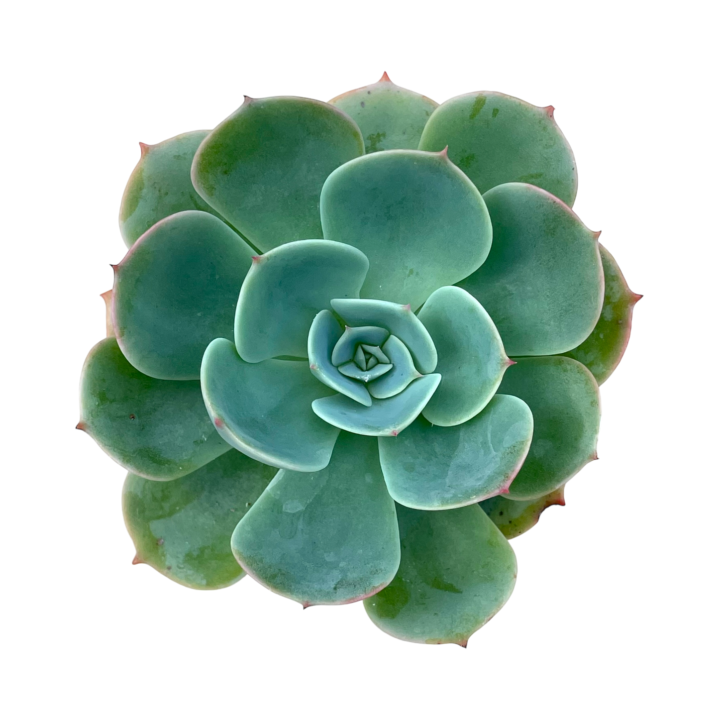 Echeveria secunda var. glauca