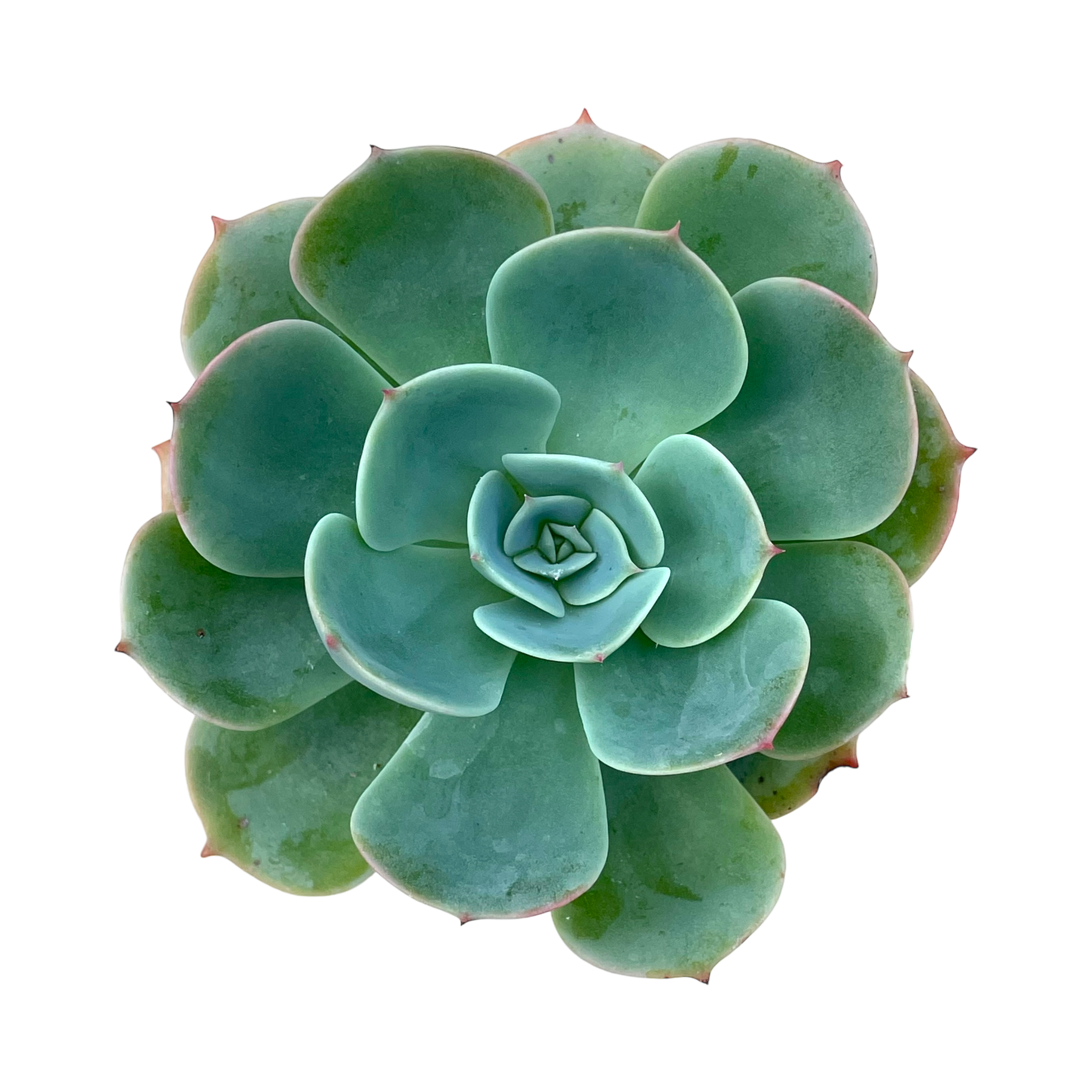 Echeveria secunda var. glauca