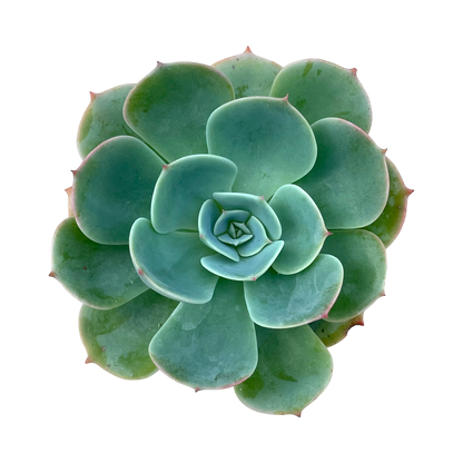 Echeveria secunda var. glauca