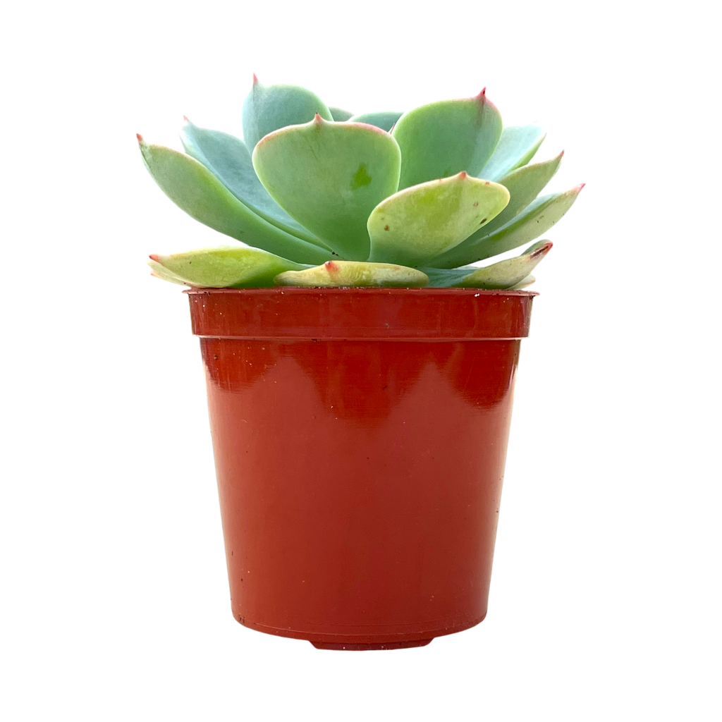 Echeveria secunda var. glauca