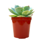 Echeveria secunda var. glauca