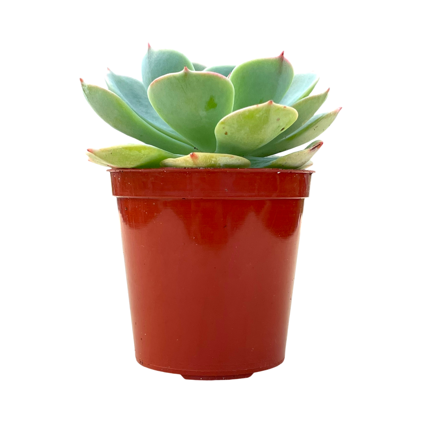 Echeveria secunda var. glauca