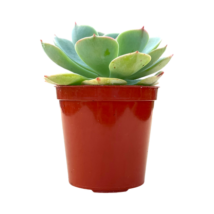 Echeveria secunda var. glauca