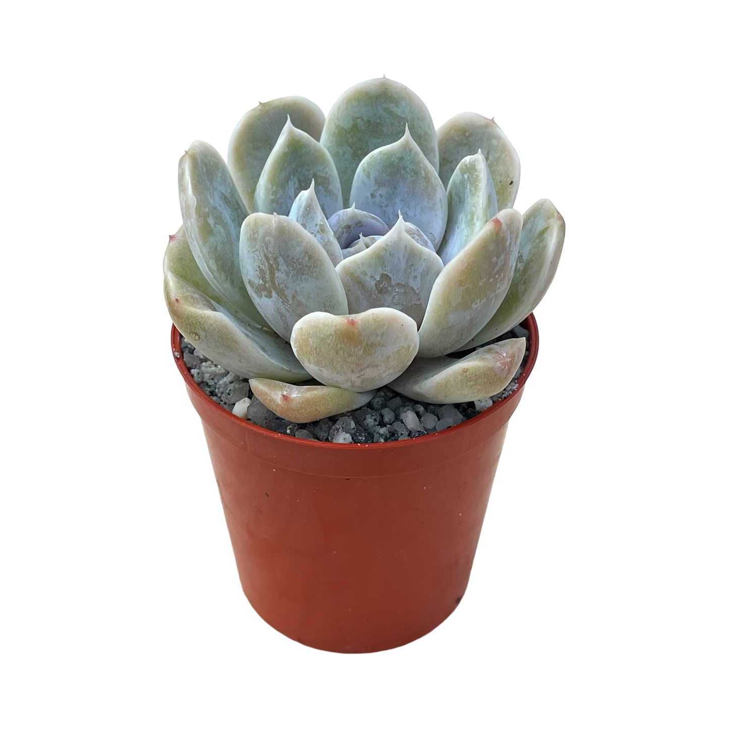 Echeveria 'Rose Quartz'