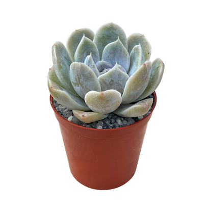 Echeveria 'Rose Quartz'