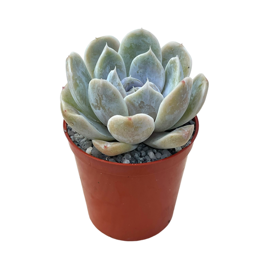 Echeveria 'Rose Quartz'