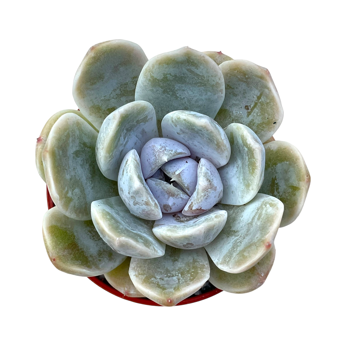 Echeveria 'Rose Quartz'