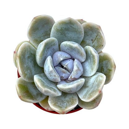 Echeveria 'Rose Quartz'