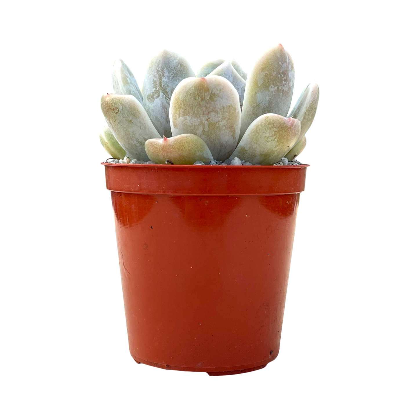 Echeveria 'Rose Quartz'