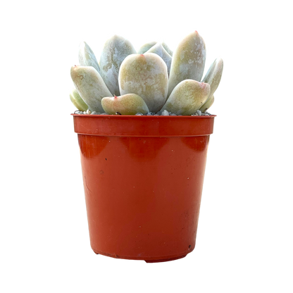 Echeveria 'Rose Quartz'