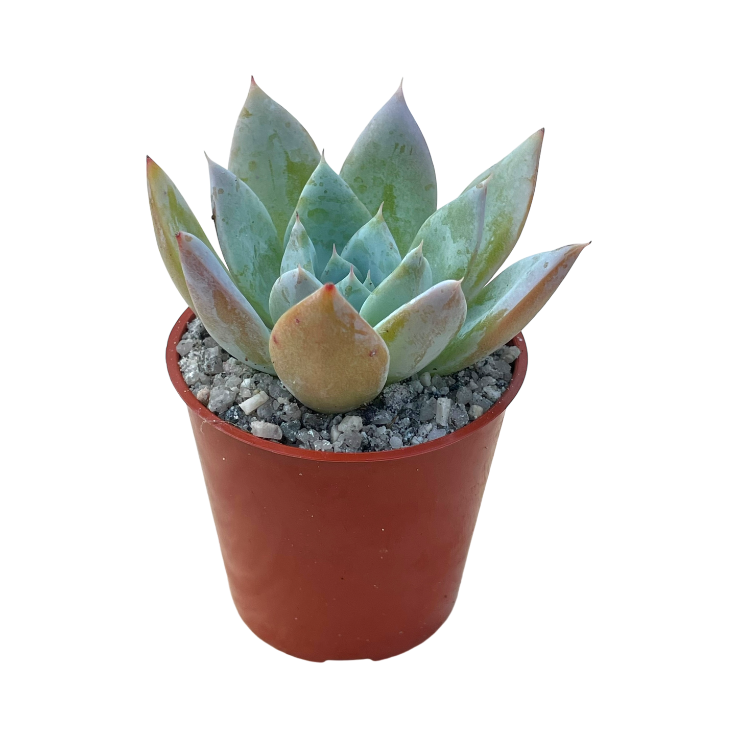 Echeveria 'Passion'