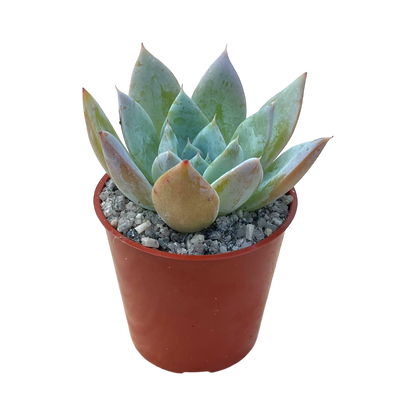 Echeveria 'Passion'