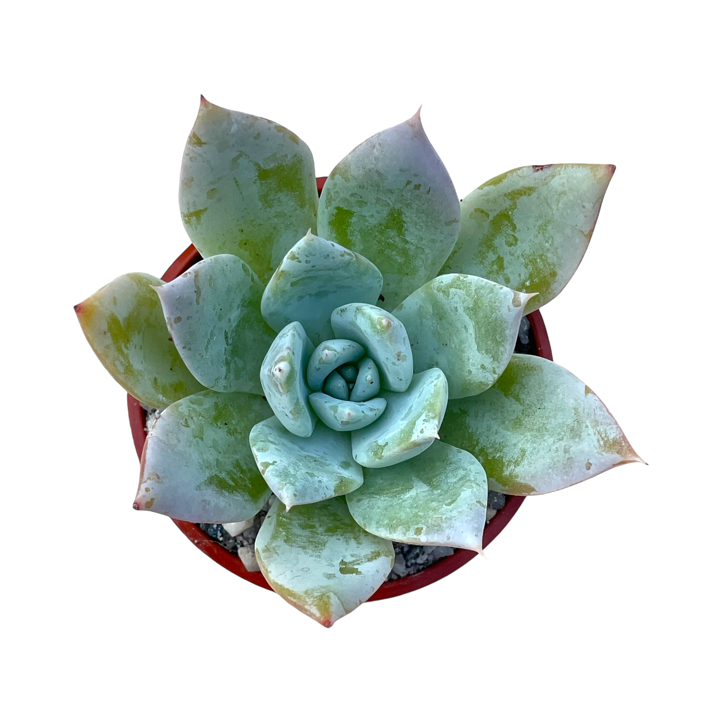 Echeveria 'Passion'