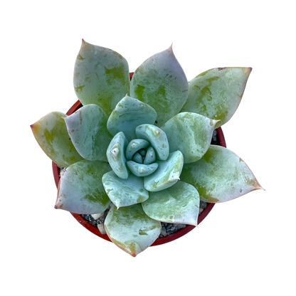 Echeveria 'Passion'