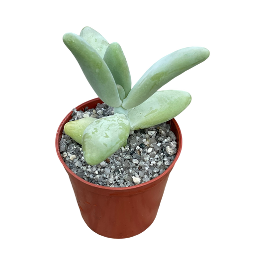 Pachyphytum fittkauii