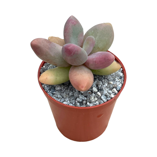 Pachyphytum oviferum x Echeveria viride