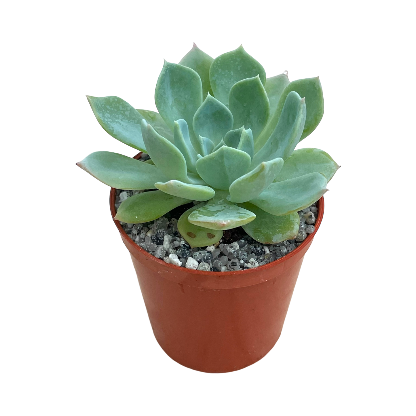 Echeveria peacockii