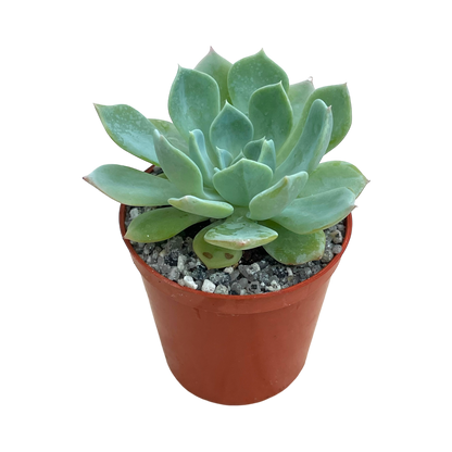 Echeveria peacockii