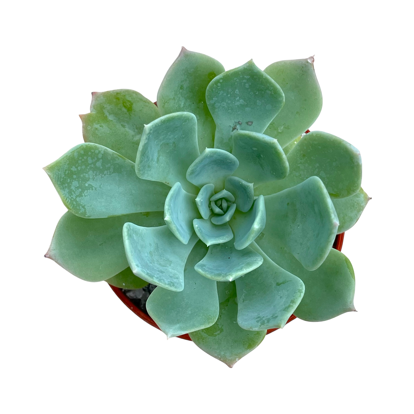 Echeveria peacockii