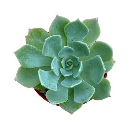 Echeveria peacockii