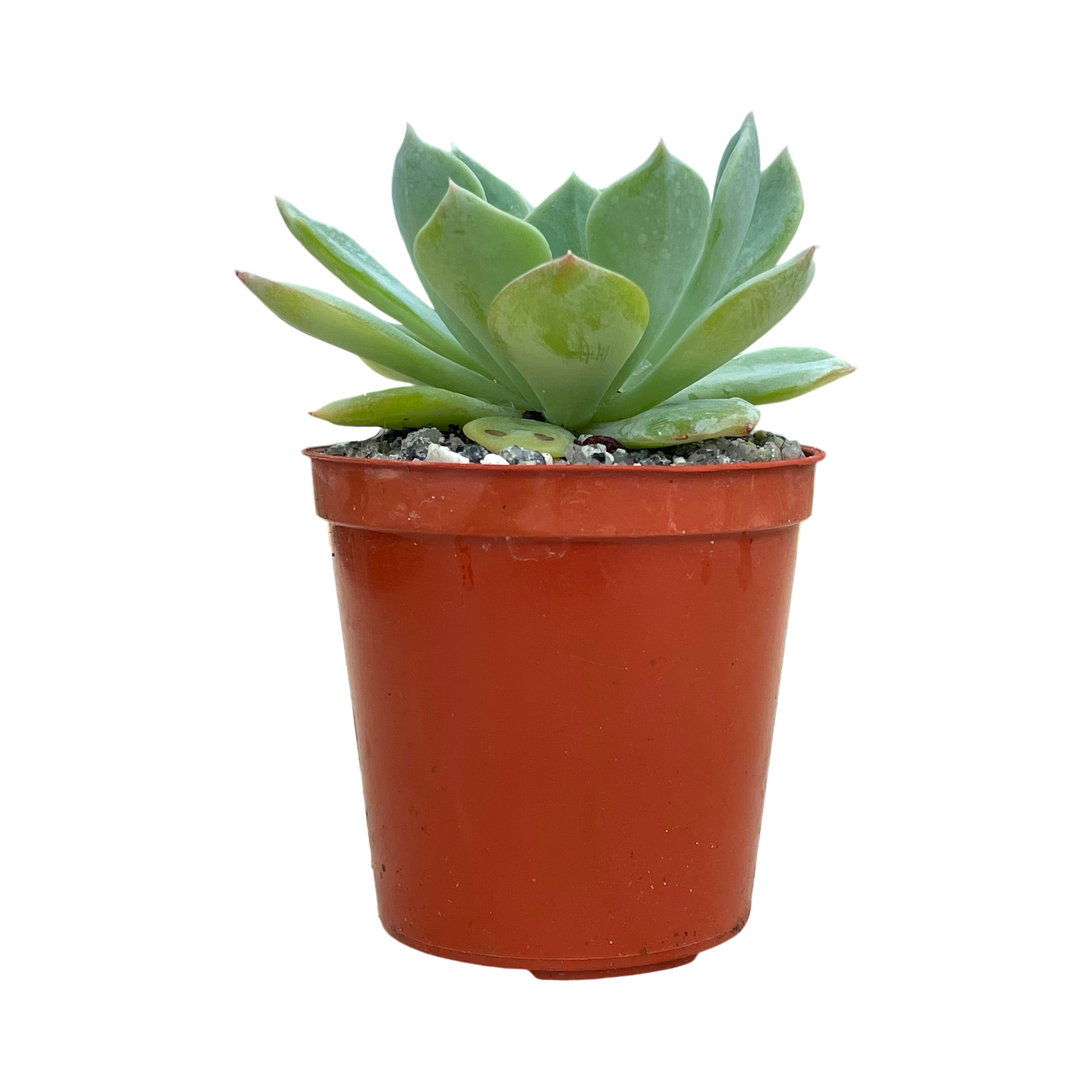 Echeveria peacockii