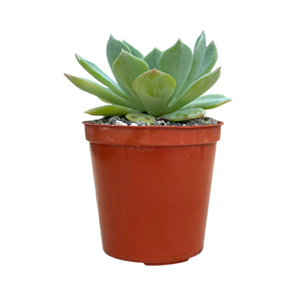 Echeveria peacockii