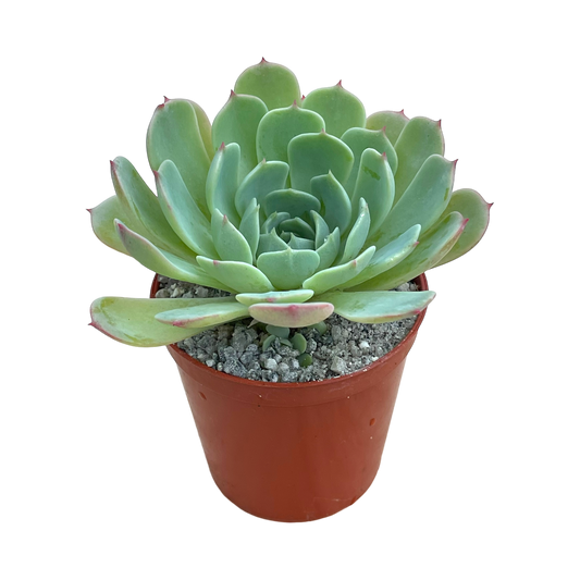 Echeveria secunda ISI 2001-30