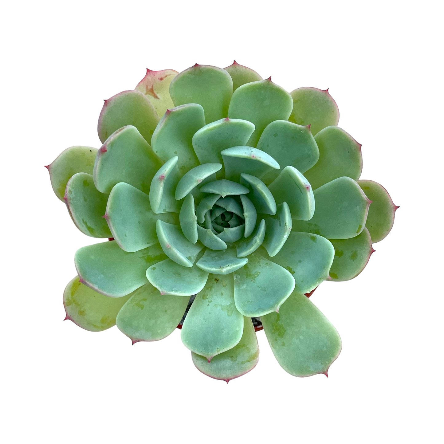 Echeveria secunda ISI 2001-30