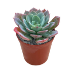Echeveria 'Gangnam'
