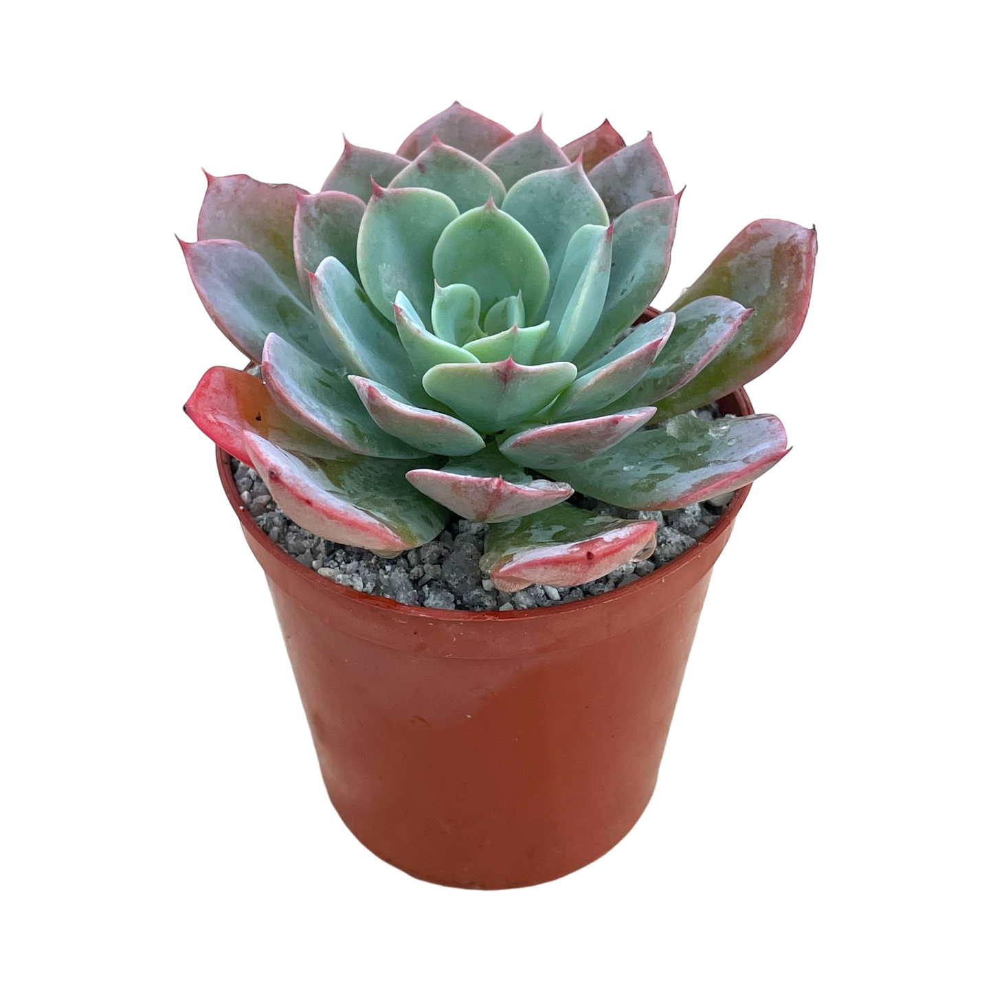 Echeveria 'Gangnam'