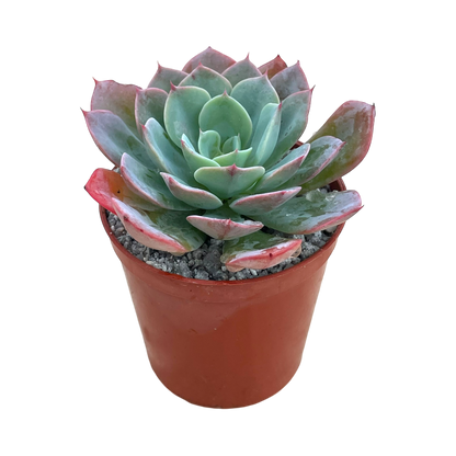 Echeveria 'Gangnam'