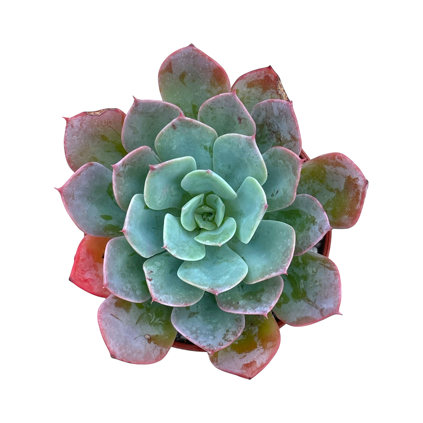 Echeveria 'Gangnam'