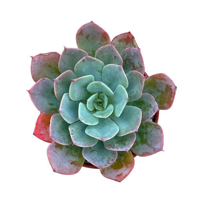 Echeveria 'Gangnam'