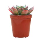 Echeveria 'Gangnam'