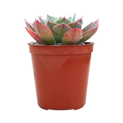 Echeveria 'Gangnam'