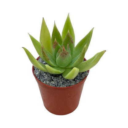 Echeveria agavoides 'Slender'