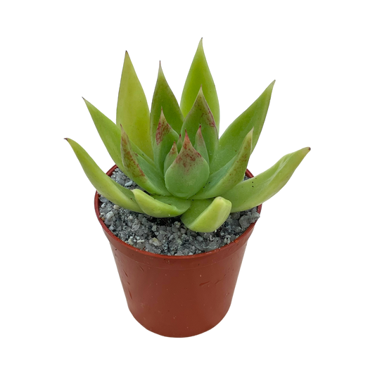 Echeveria agavoides 'Slender'