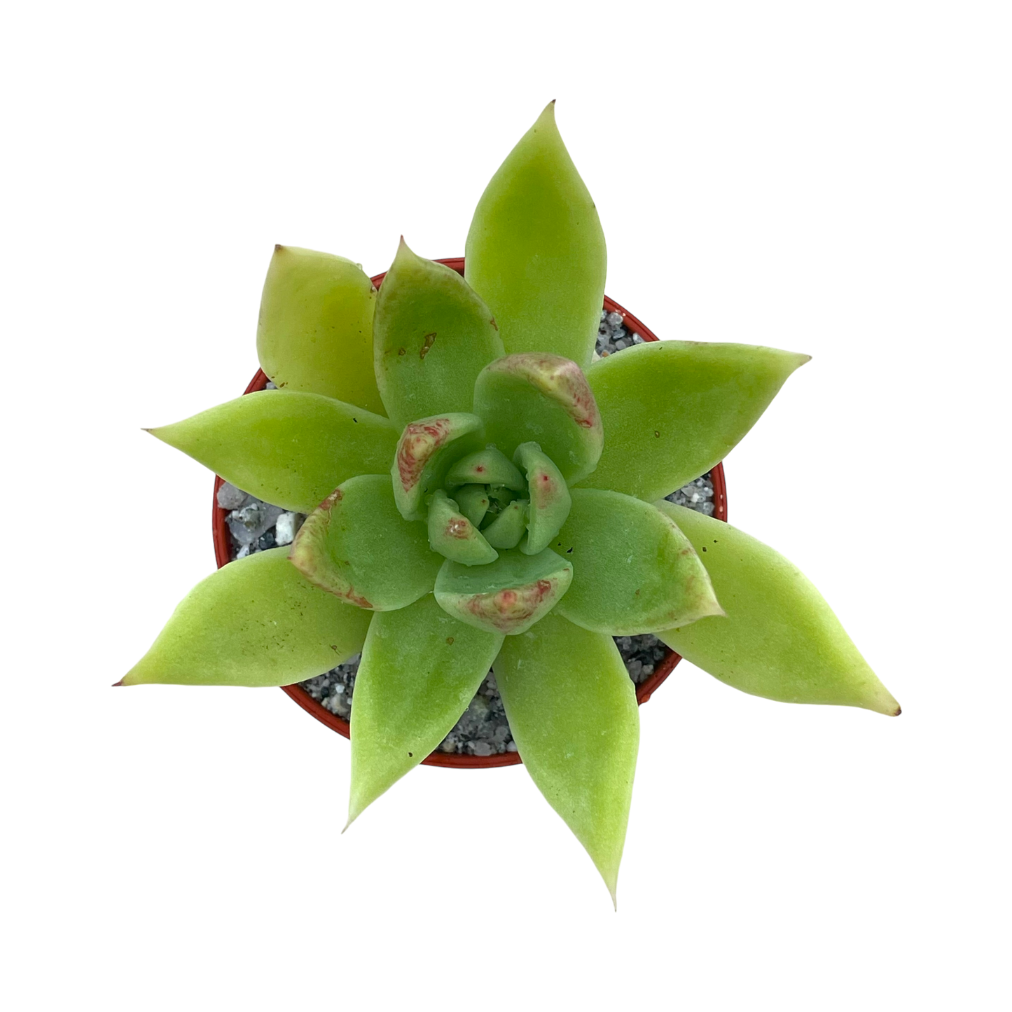 Echeveria agavoides 'Slender'