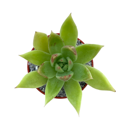 Echeveria agavoides 'Slender'