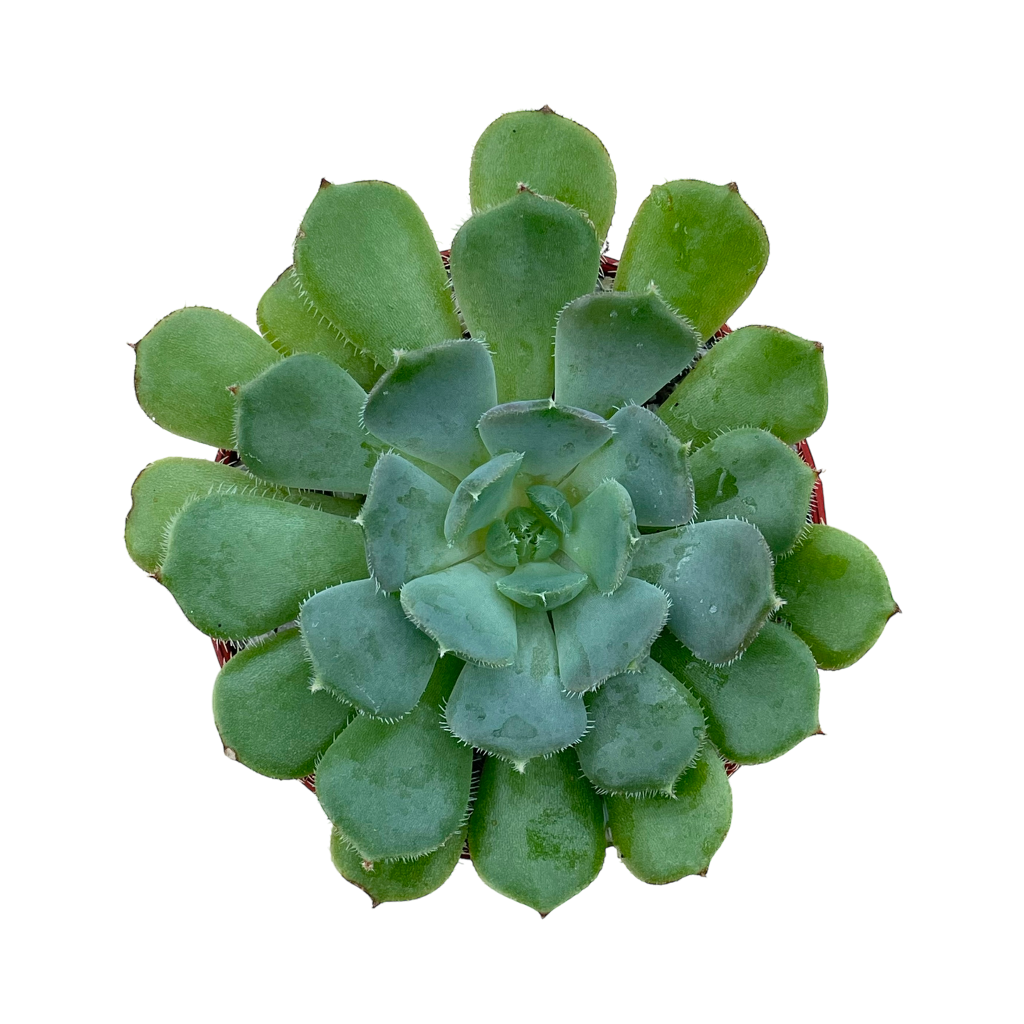 Echeveria 'Pastel Rose'