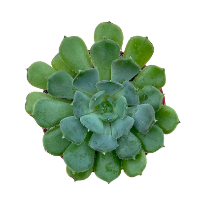 Echeveria 'Pastel Rose'