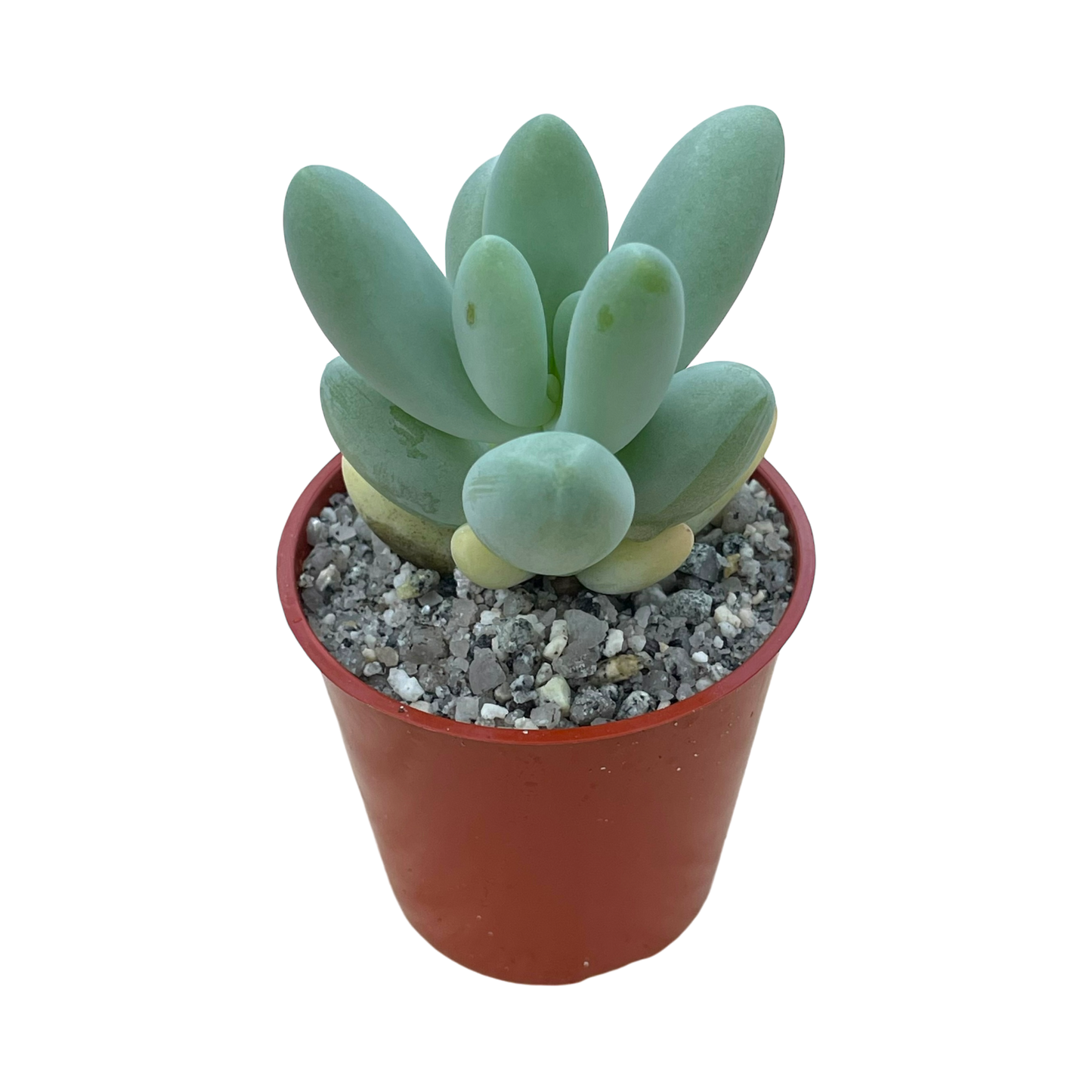 Pachyphytum oviferum x Sedum burrito