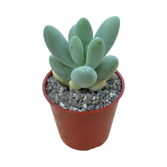 Pachyphytum oviferum x Sedum burrito