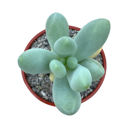 Pachyphytum oviferum x Sedum burrito