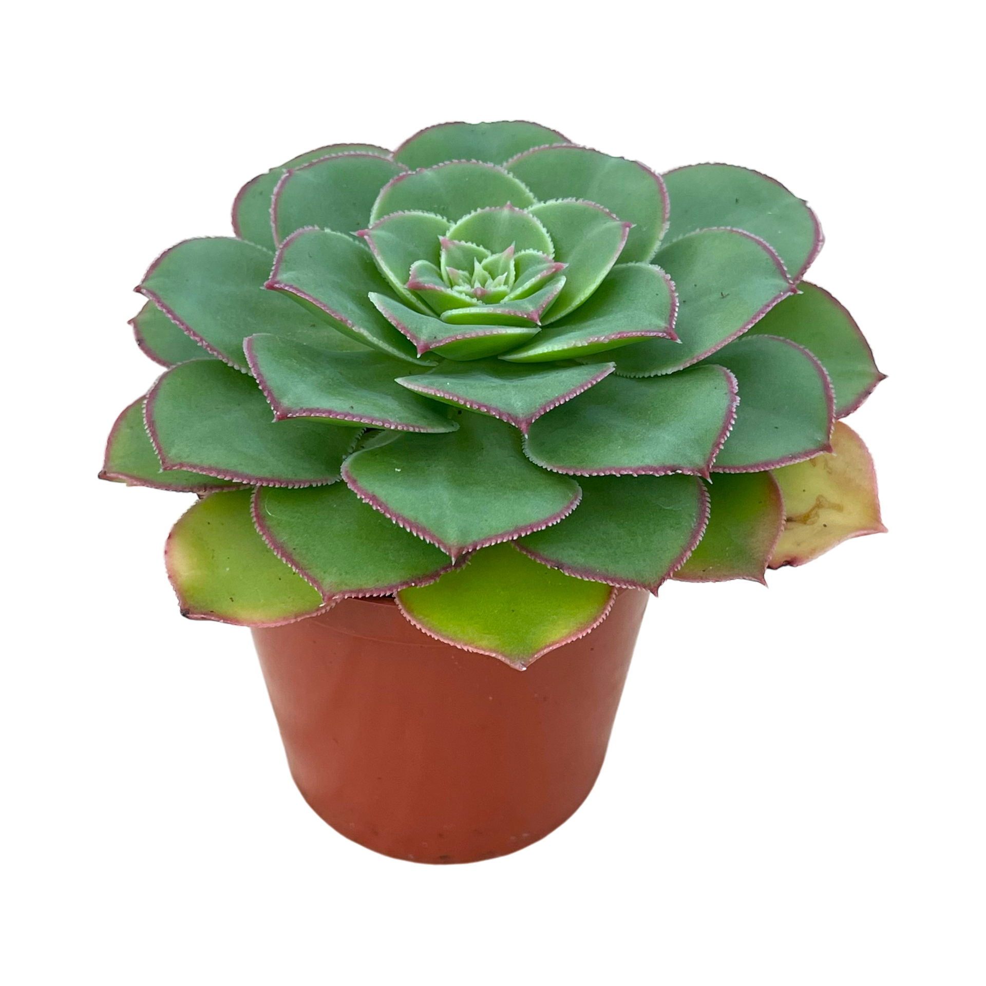 アイオニウム・プセウドゥルビクム – Surreal Succulents